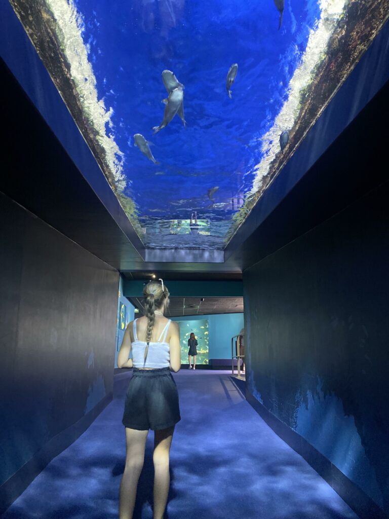 Page d'accueil 
Visite de l'aquarium de la rochelle